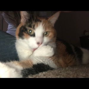 Meet your Posher, Yami